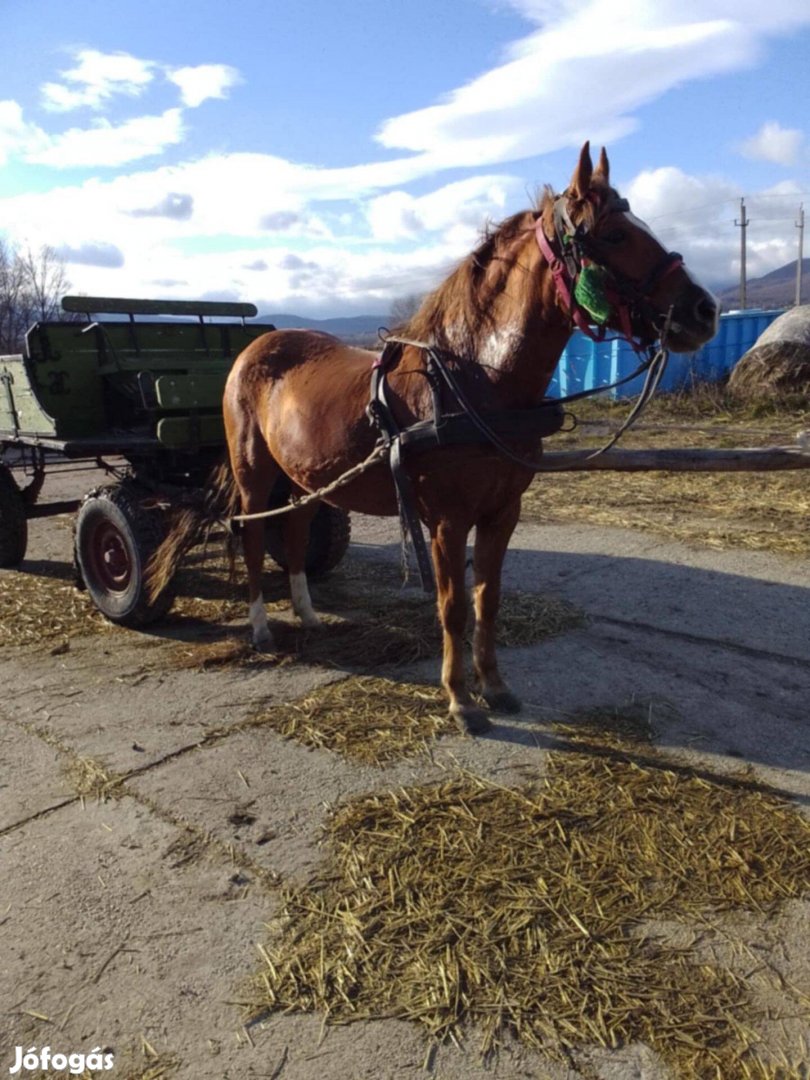 Eladó vagy cserélhető kanca ló