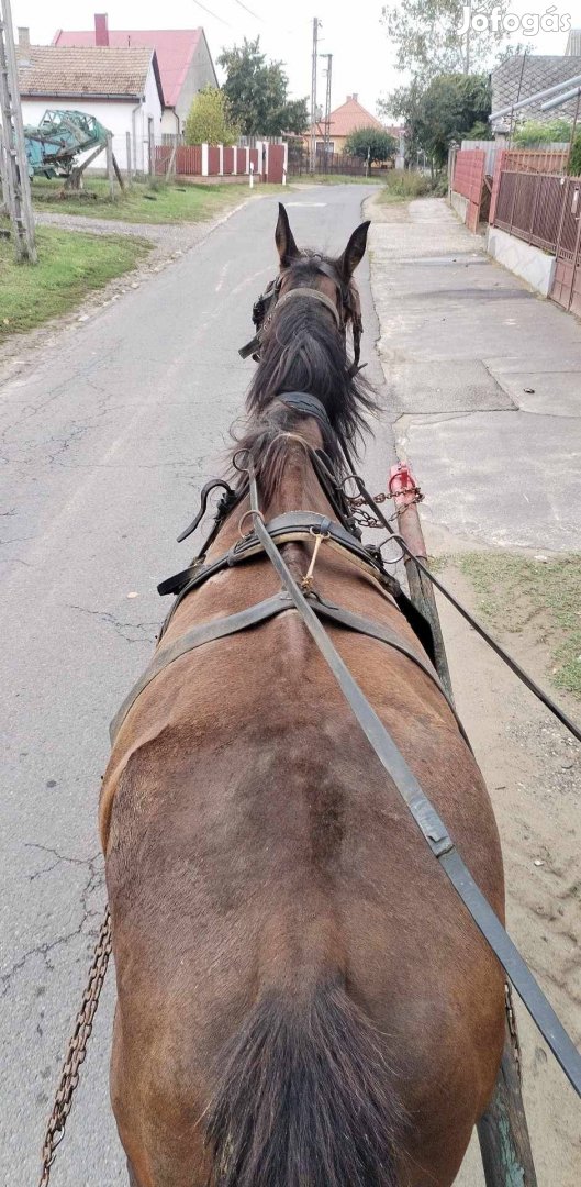 Eladó vagy cserélhető kanca ló