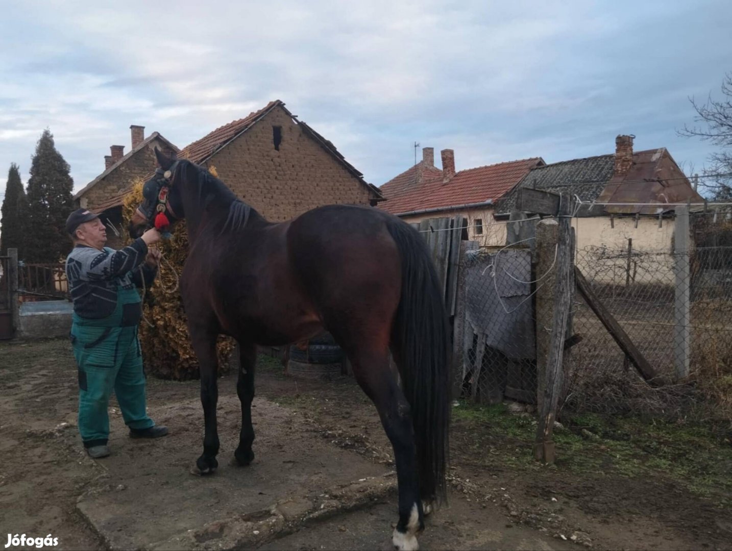 Eladó vagy cserélhető kanca ló