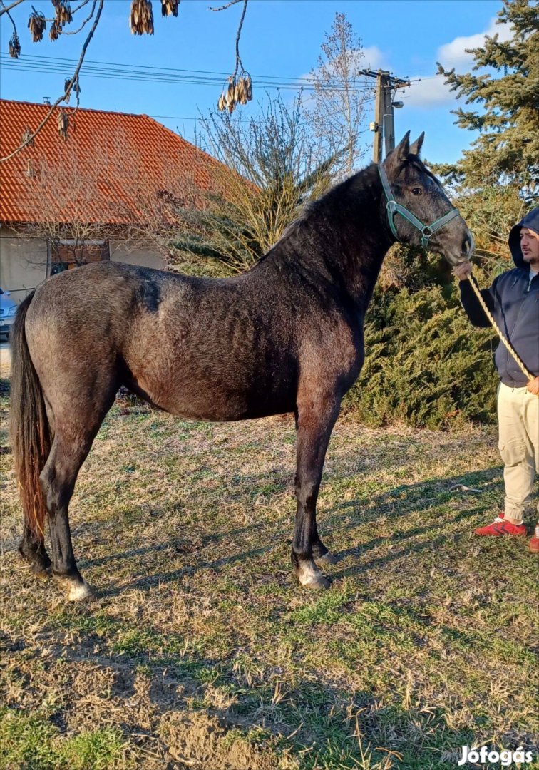 Eladó vagy cserélhető lipp fv kanca