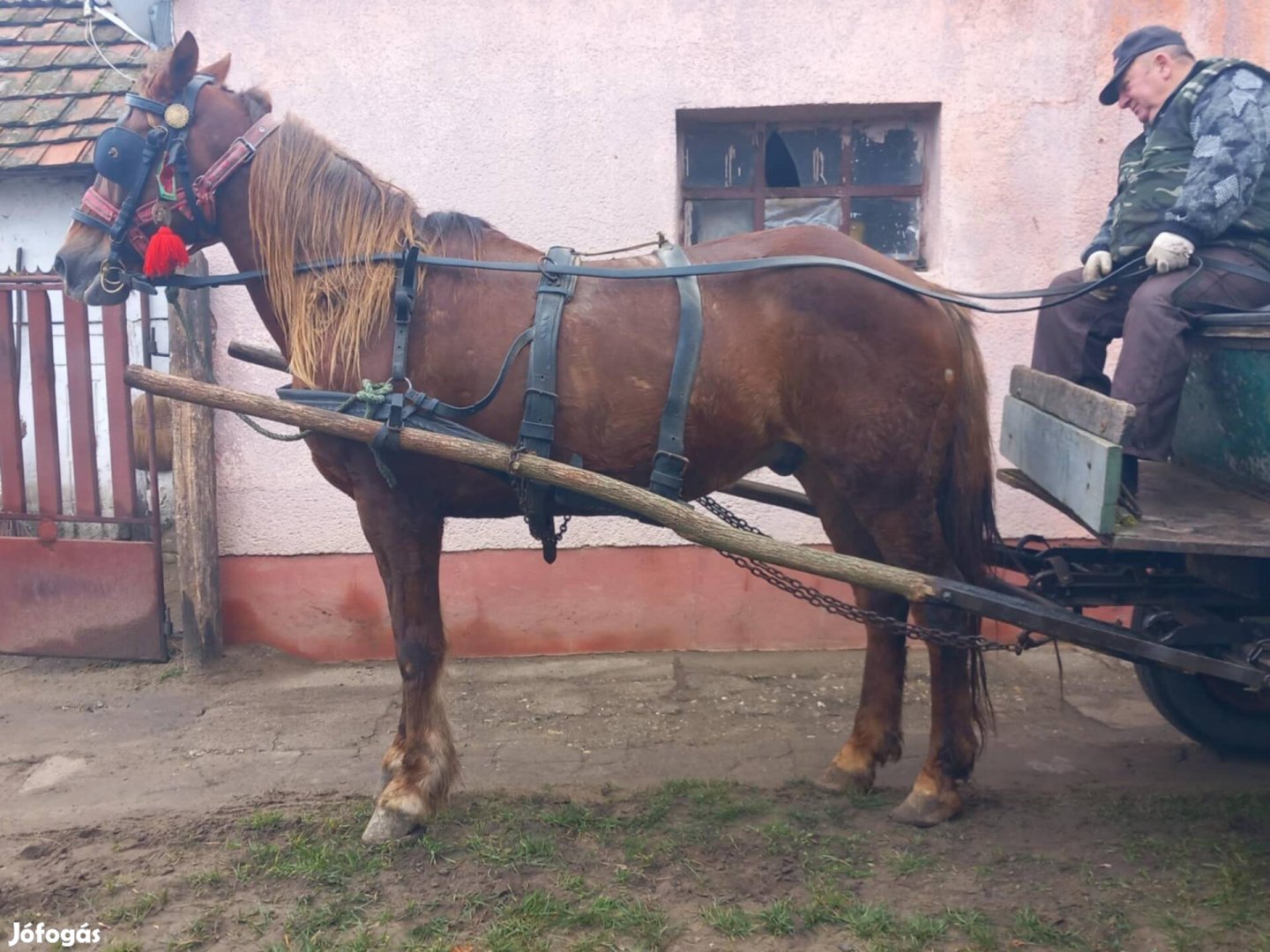 Eladó vagy cserélhető ló