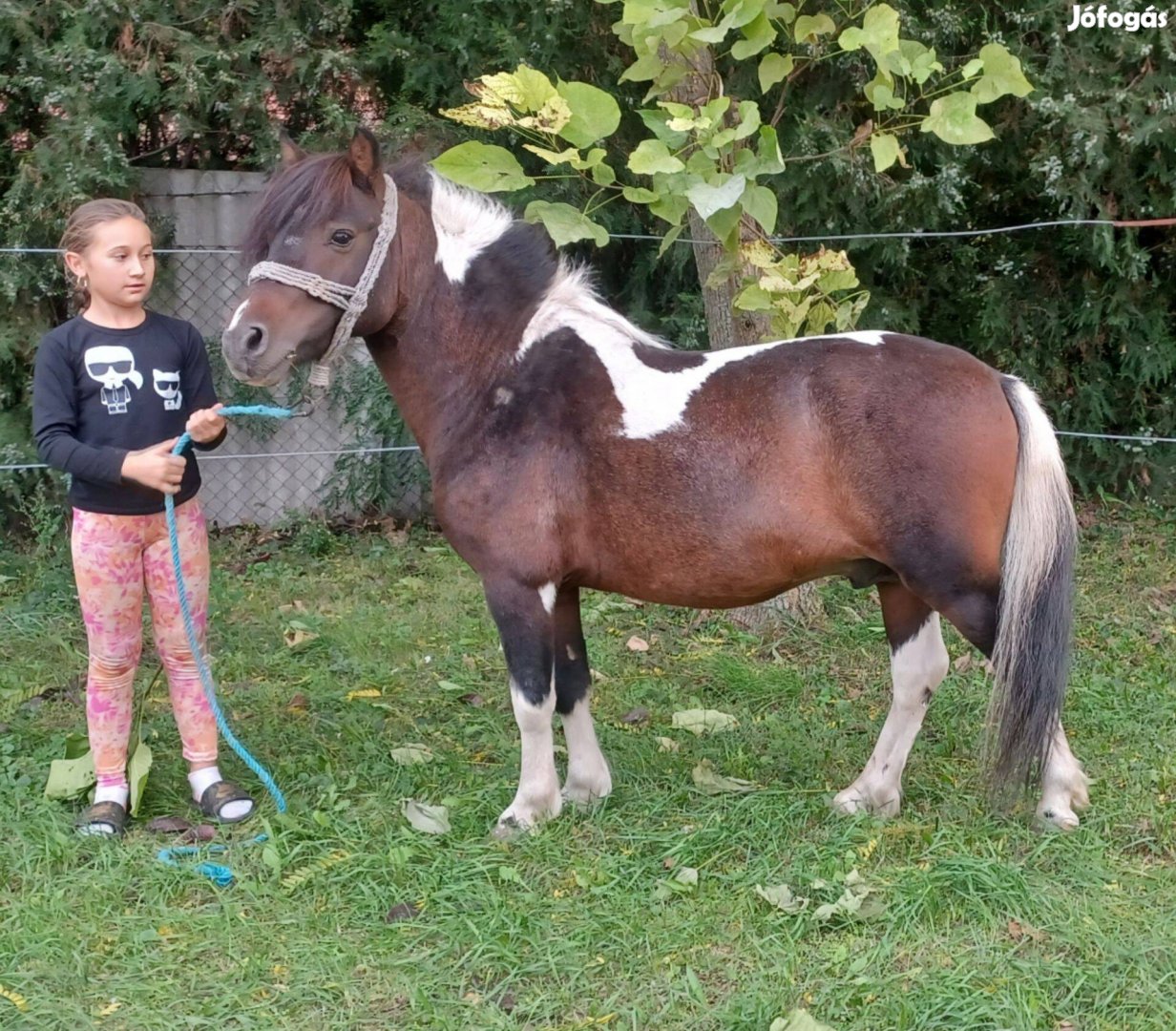 Elado vagy cserélhető mén poni