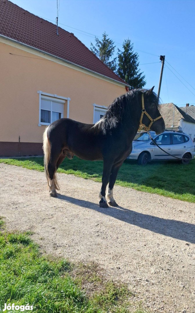 Eladó vagy cserélhető nagy póni