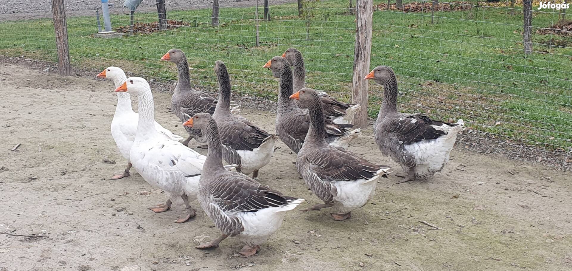 Eladó vagy cserélhető nagy testű libák.