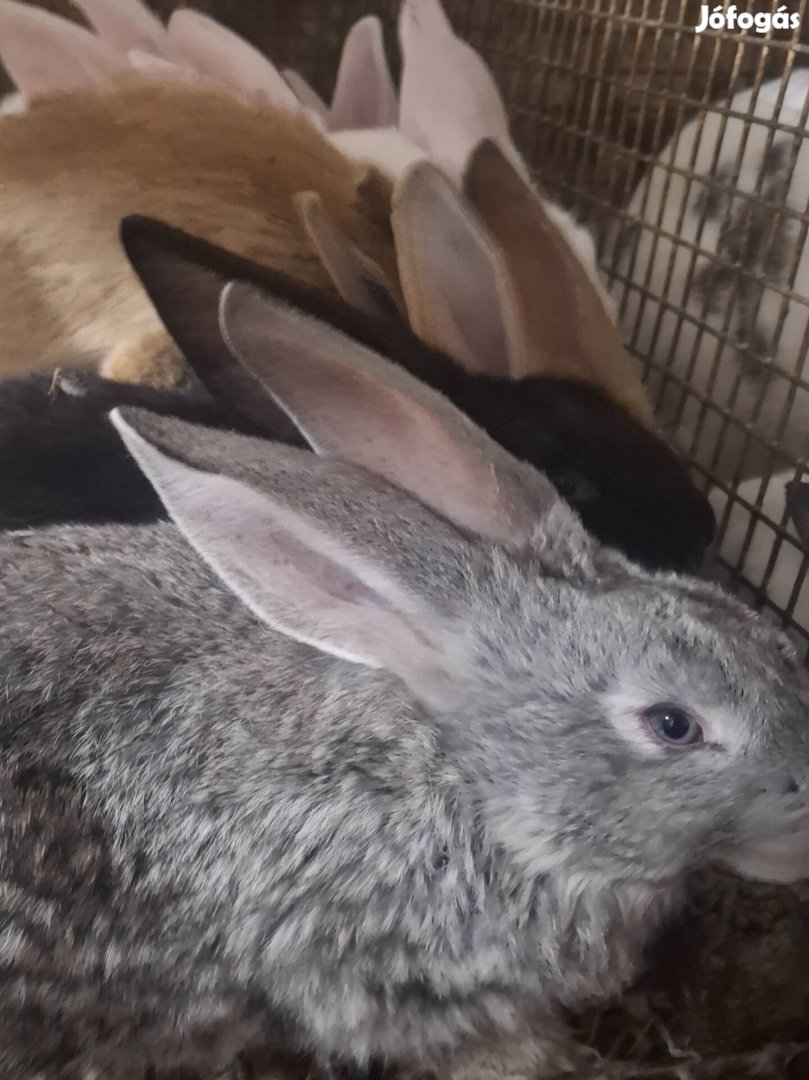 Eladó vagy cserélhető nyulak