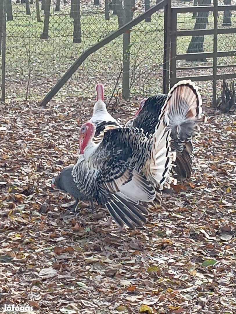 Eladó vagy cserélhető pulykabak