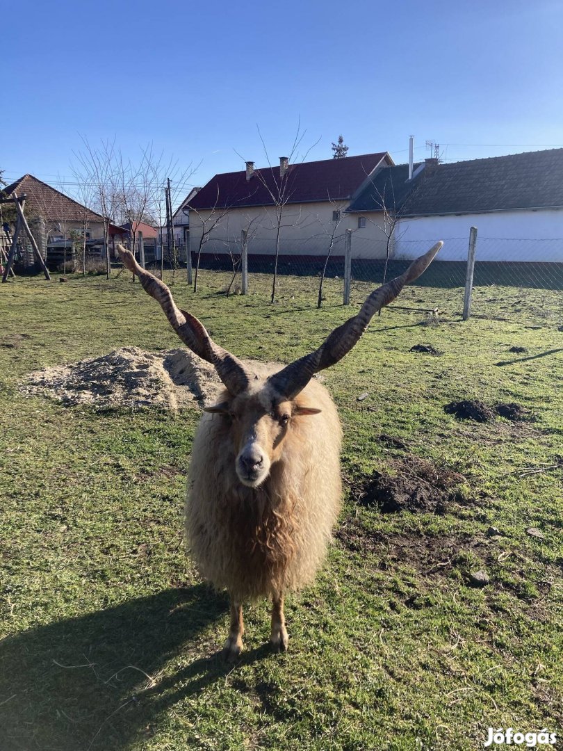 Eladó vagy cserélhető racka kos