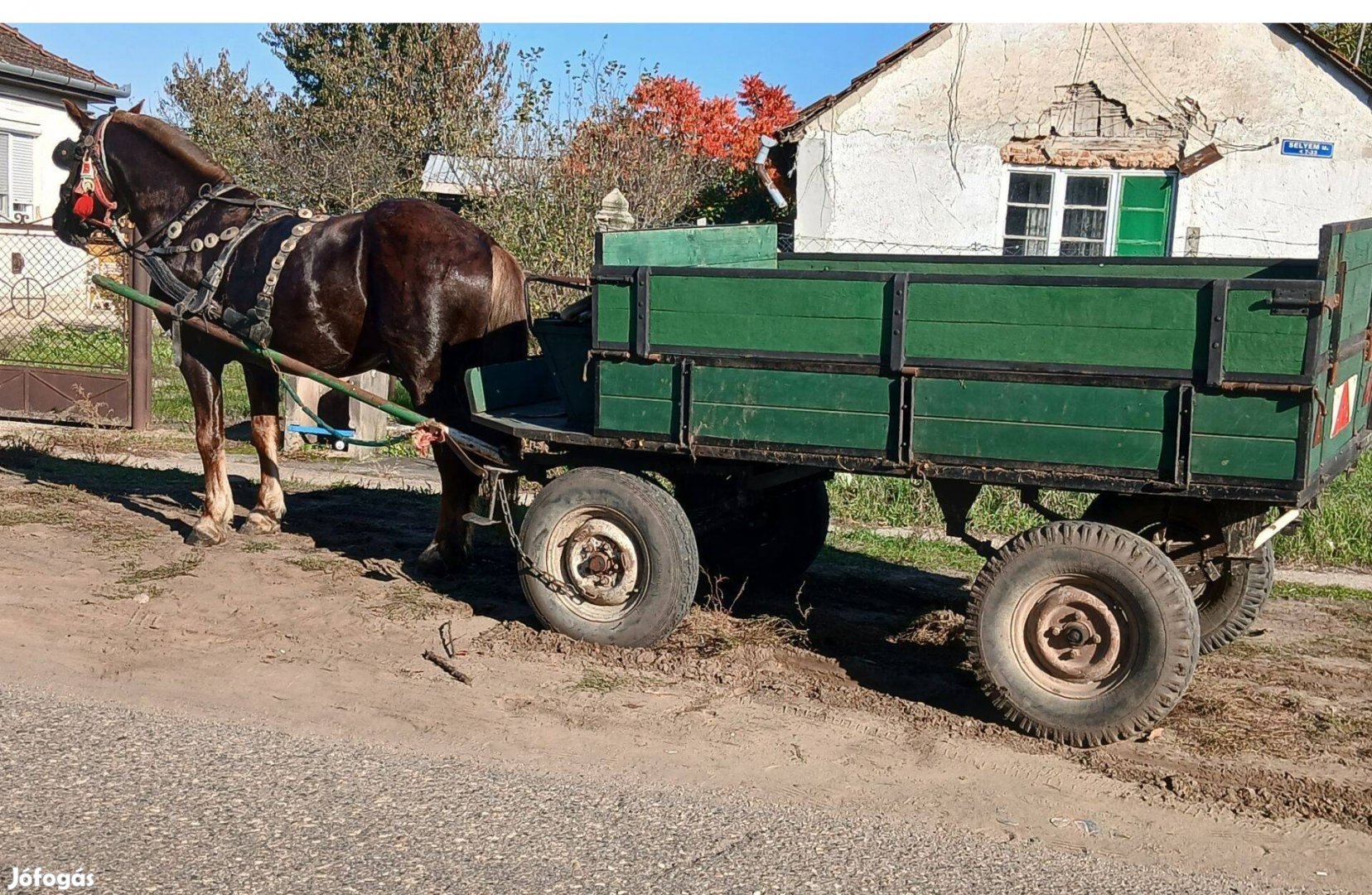 Eladó vagy cserélhető sárga herélt!