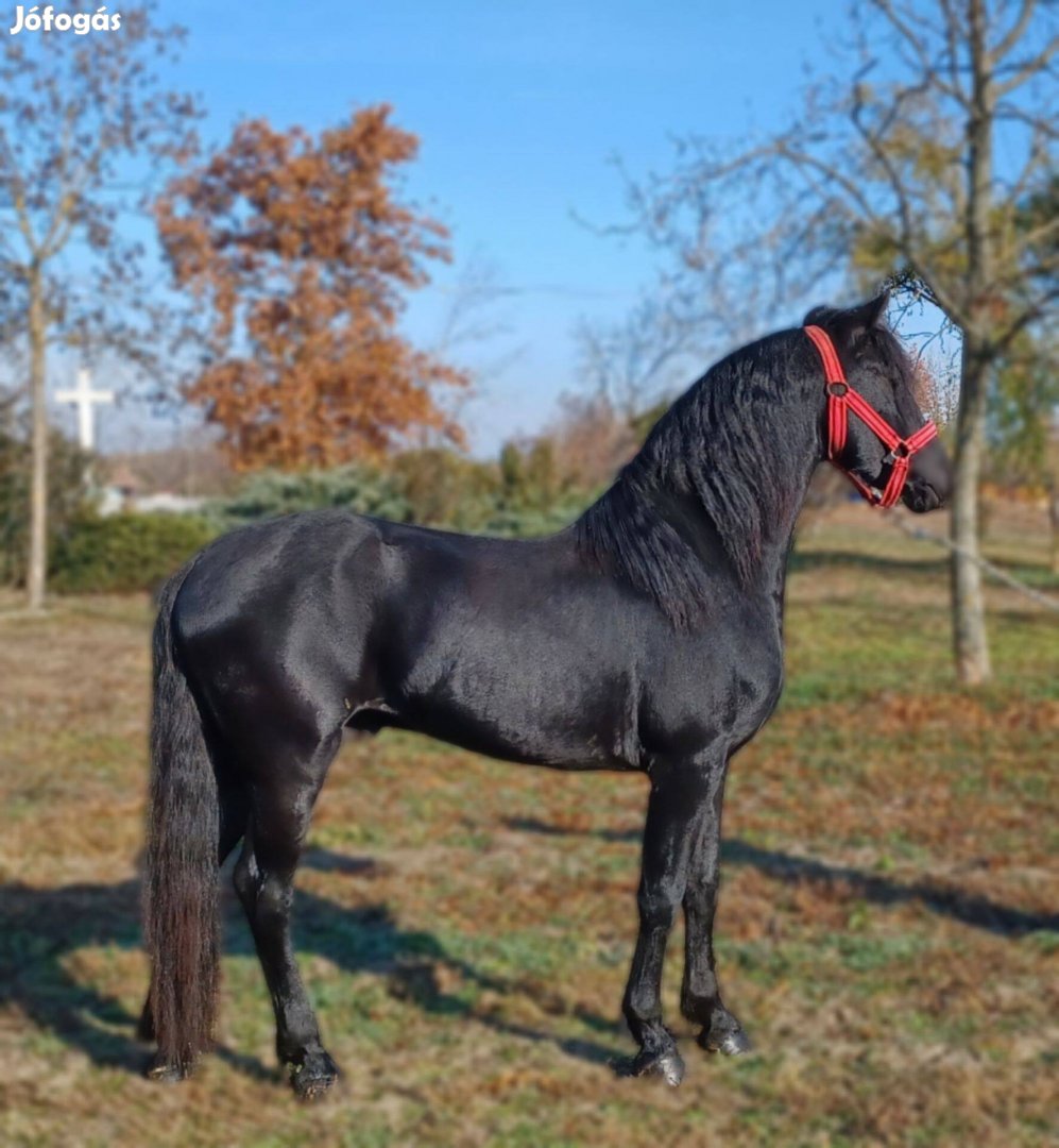 Eladó vagy cserélhető sport friz mén csiko !