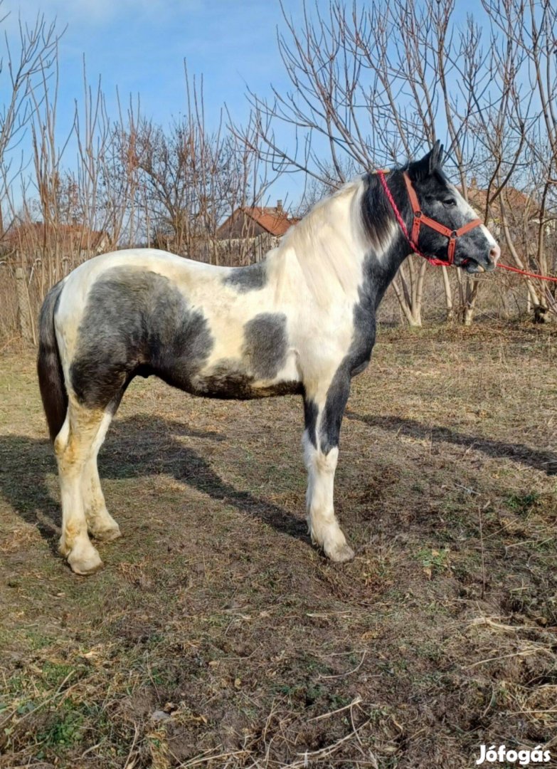 Eladó vagy cserélhető tarka mén csiko