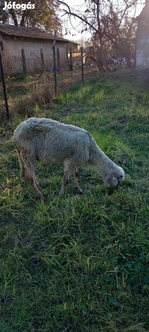 Eladó vagy cserélhető vágó birka 