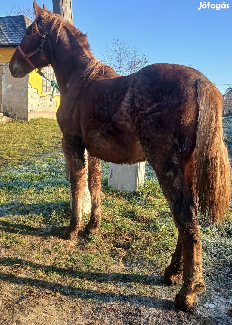 Eladó vagy cserélhető vércse csődör csikó!