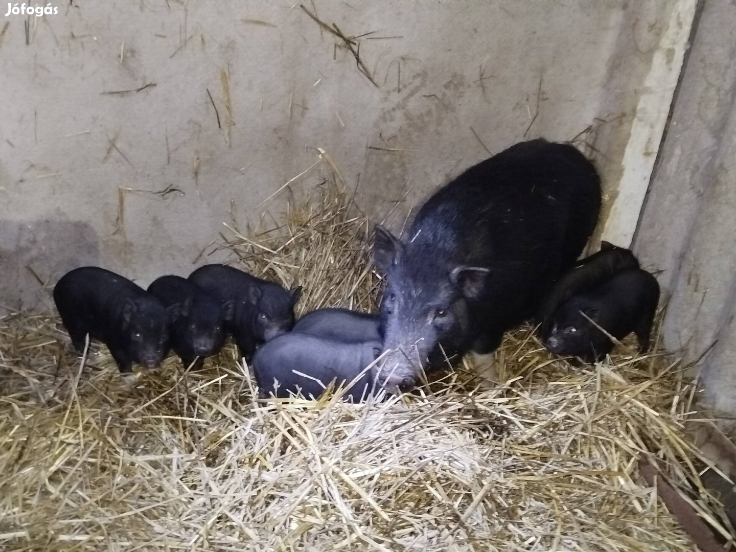 Eladó vagy cserélhető vietnámi család 