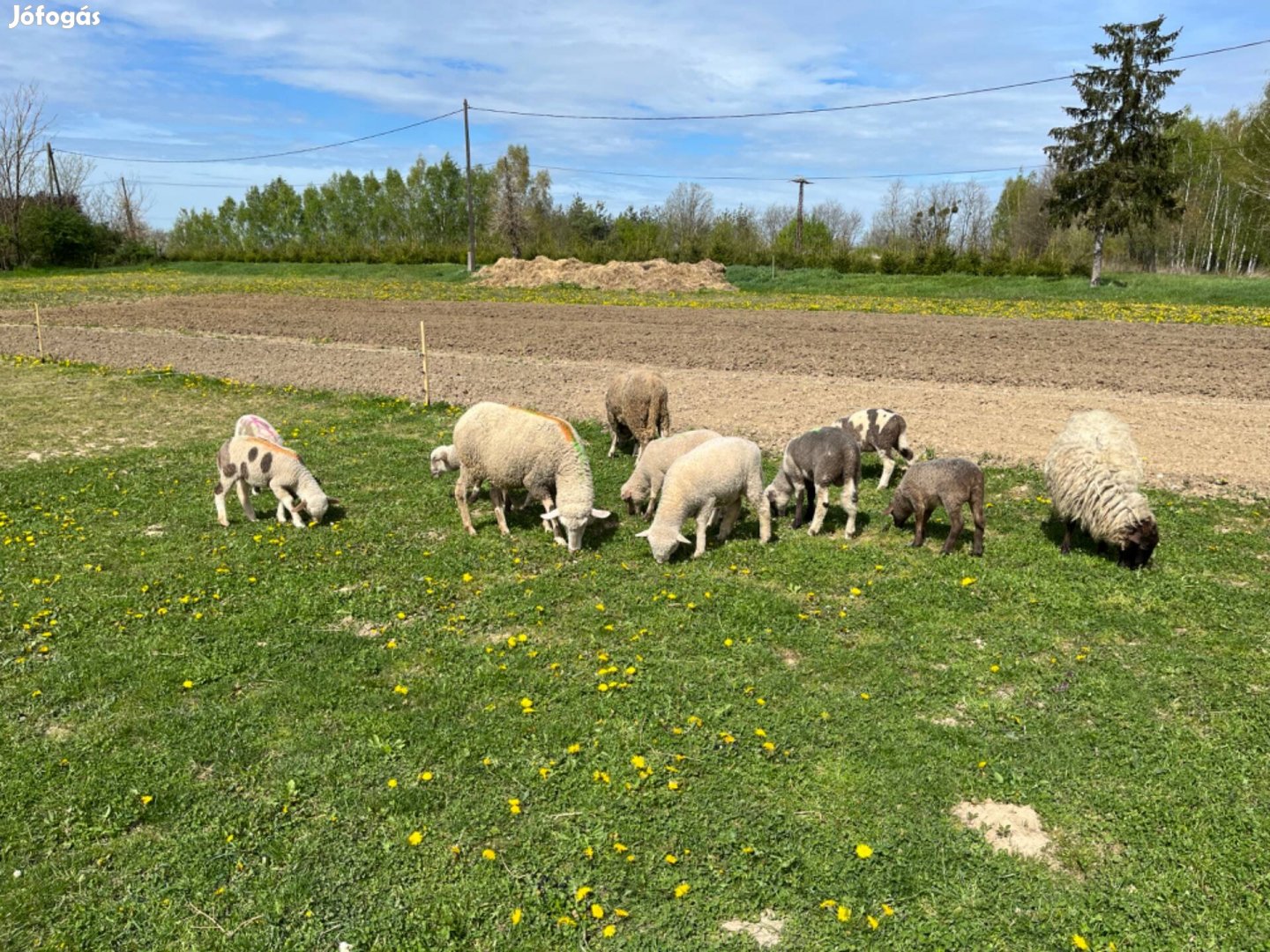 Eladó választási bárányok