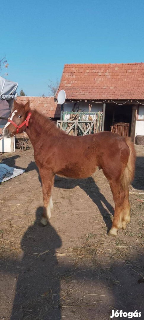 Eladó választási kanca csikó