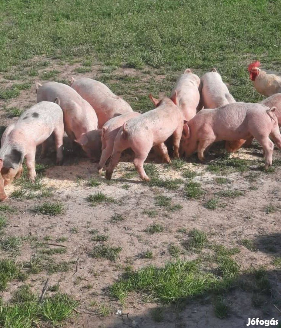 Eladó választási malac vegyes ivarban
