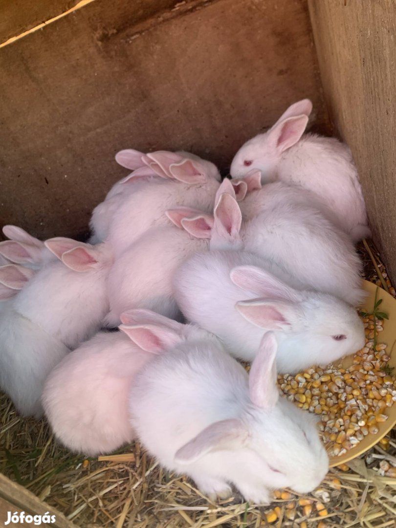 Eladó választási nyulak