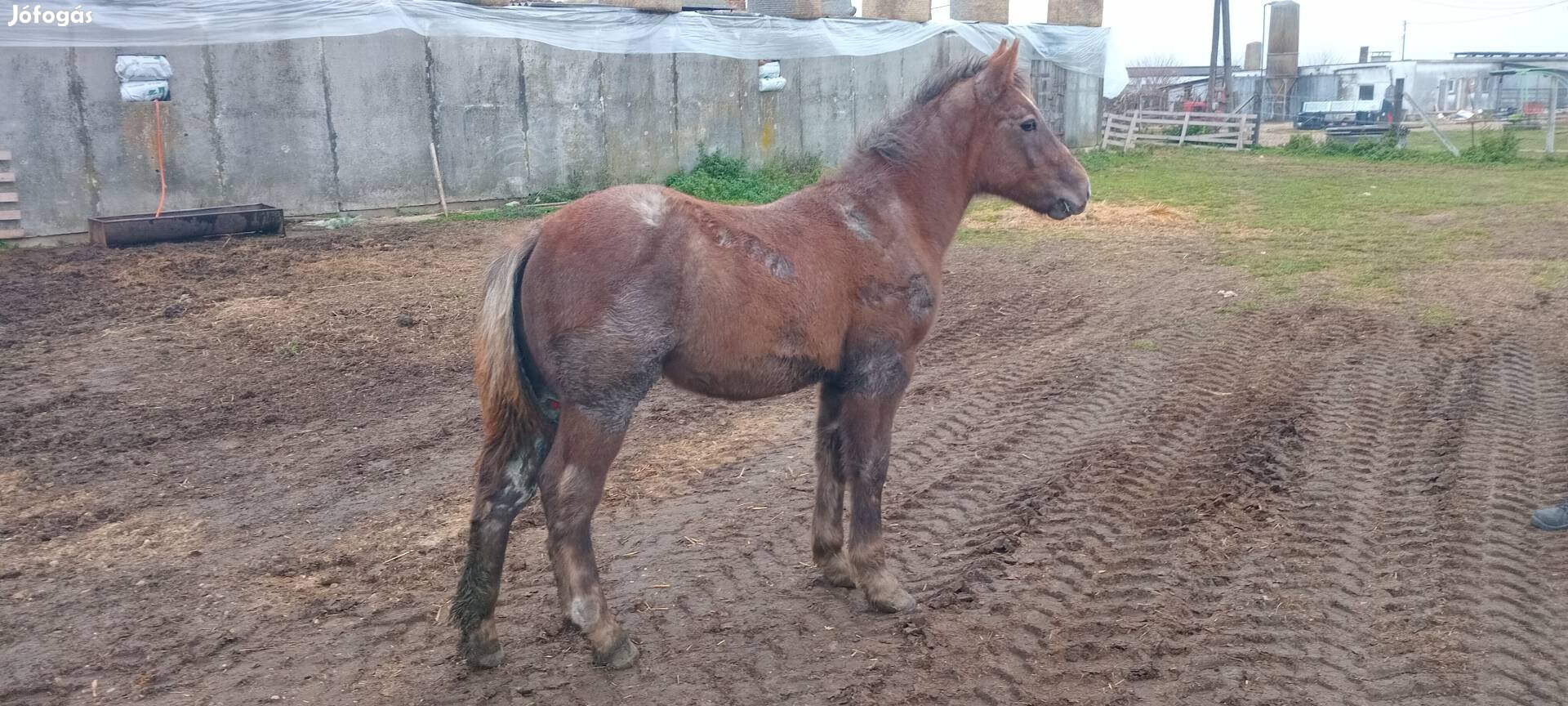 Elado választo csödörcsiko