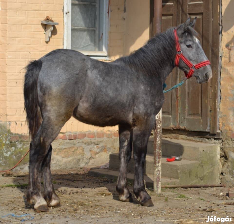 Elado vastag deres csikó