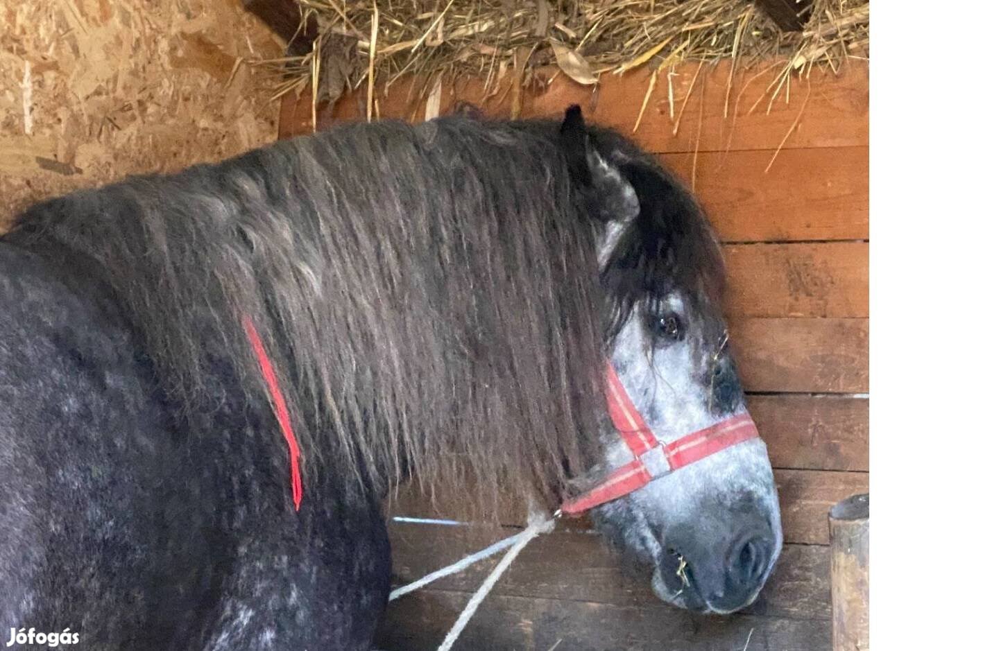 Eladó vastag deres csődör