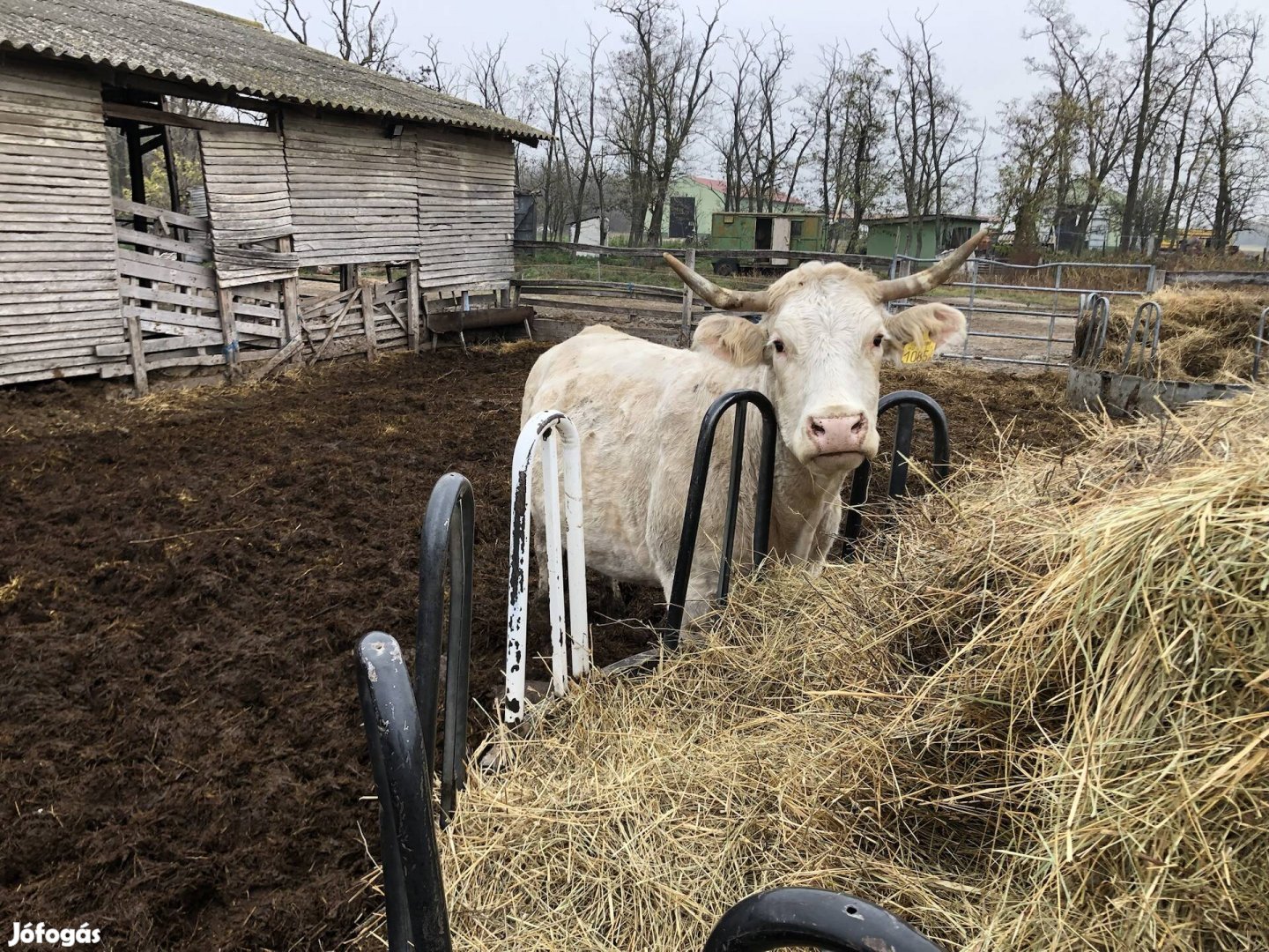 Eladó vemhes Charolais tehenek