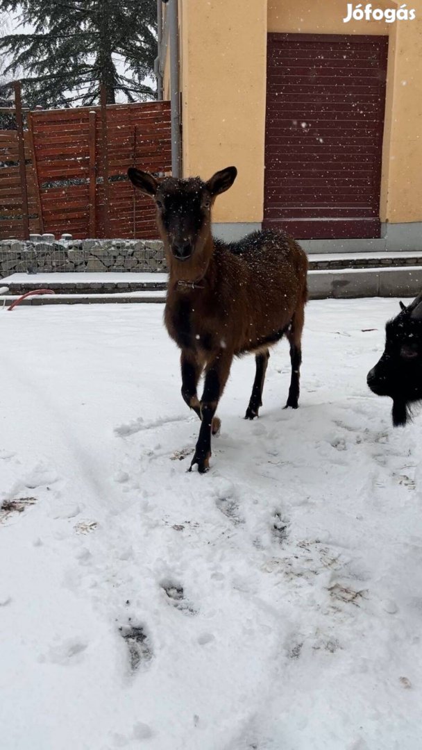 Eladó vemhes alpesi kecske