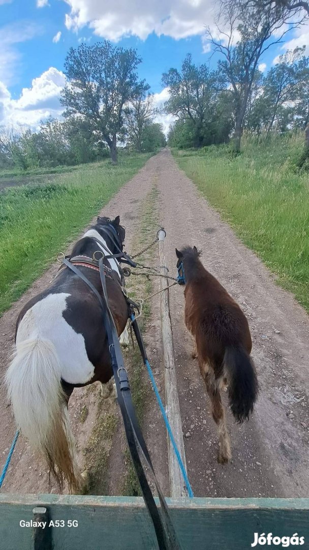 Eladó vemhes kanca póni!!