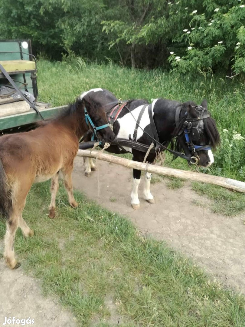 Eladó vemhes kanca póni akár csődör csikojaval együtt is!!!