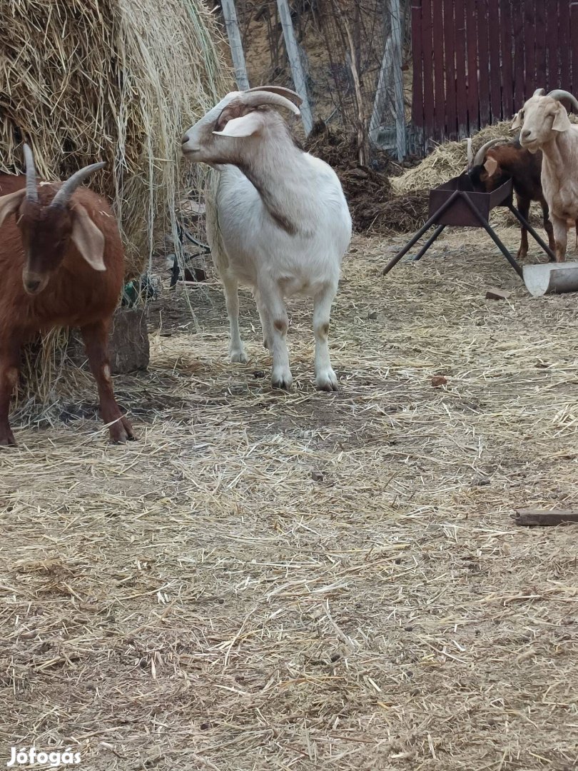 Eladó vemhes kecskék