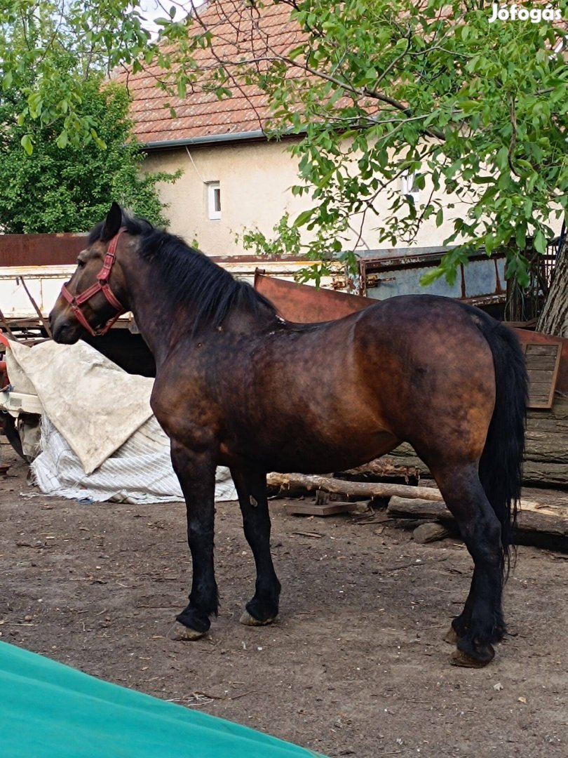 Eladó vemhes pej ló!
