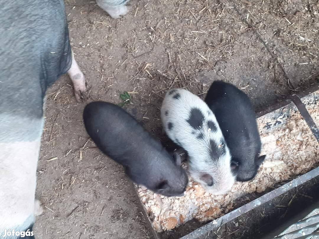 Eladó vietnámi csüngőhasú törpemalac