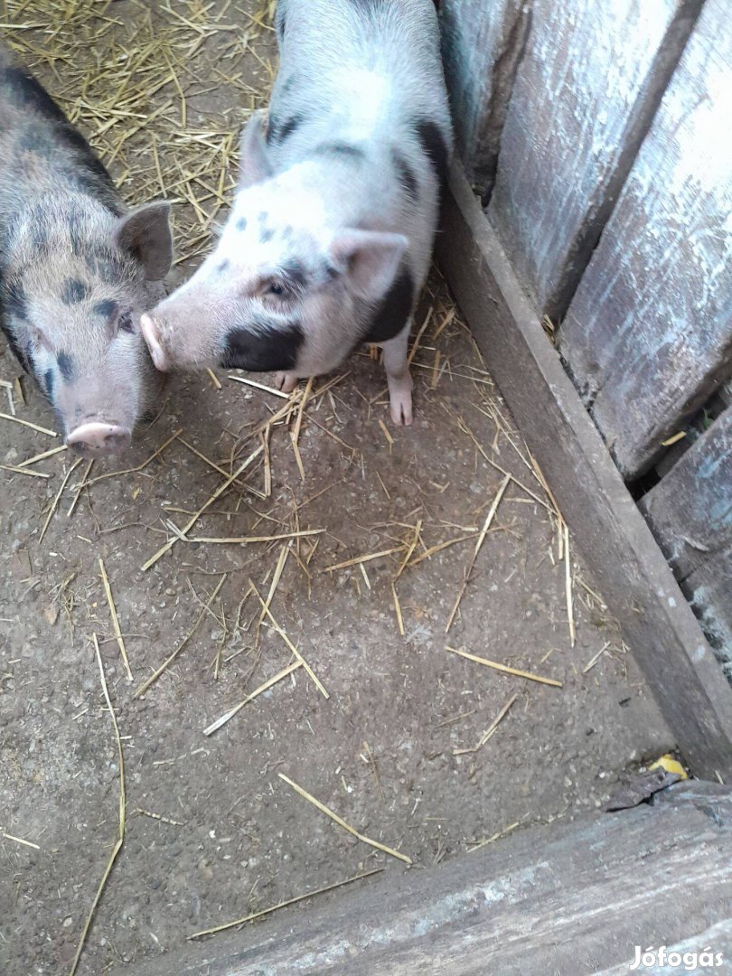 Eladó vietnámi és durok keverék nyiregyháza