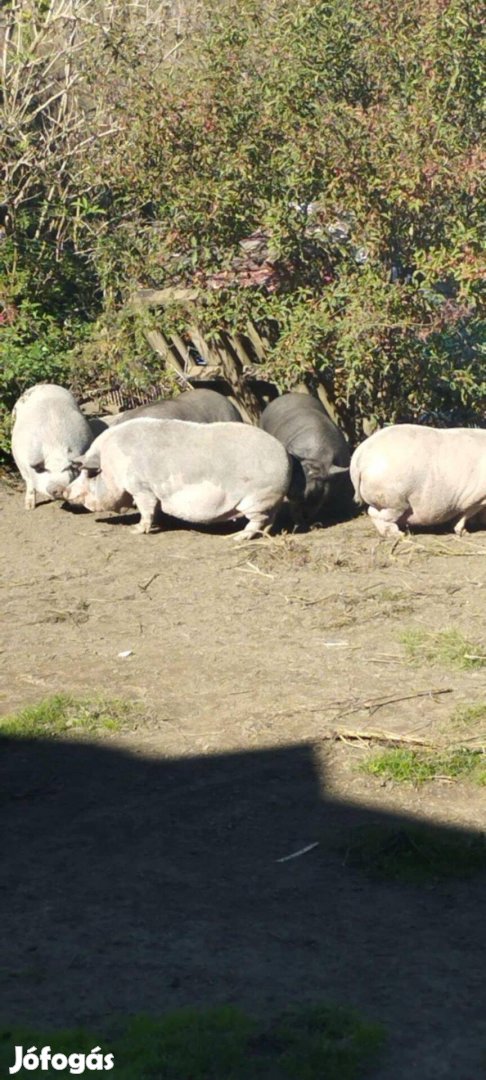 Eladó vietnámi jellegű hízó disznók eladók