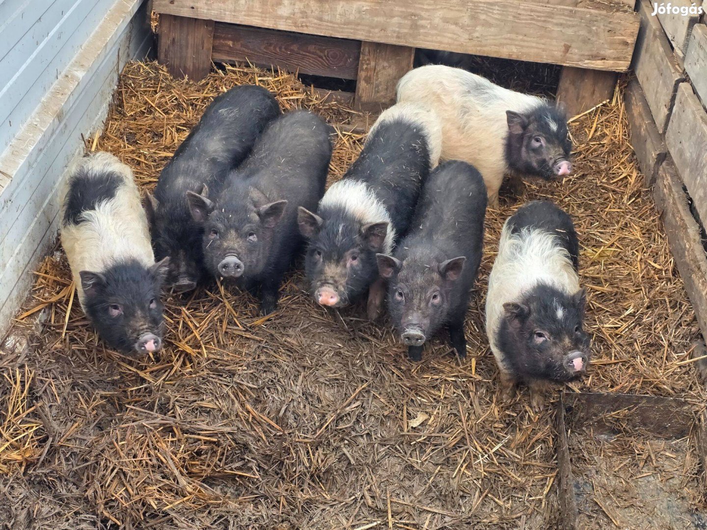 Eladó vietnámi kismalacok