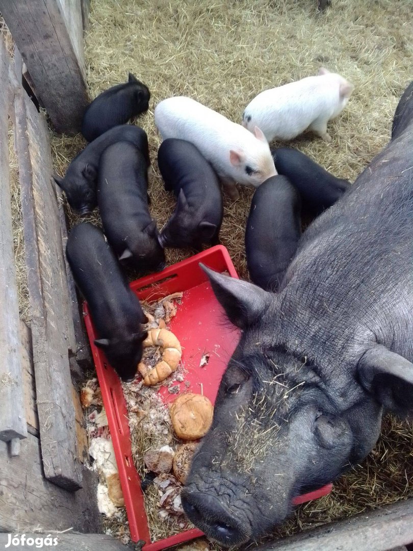 Eladó vietnámi mangalica keverék kismalacok