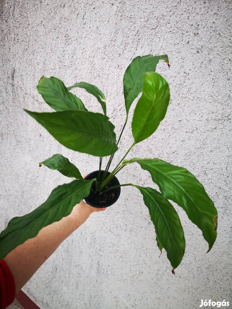 Eladó vitorla virág