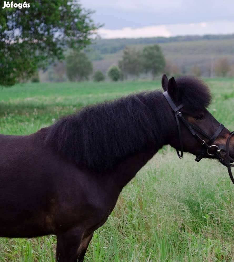 Eladó welsh póni