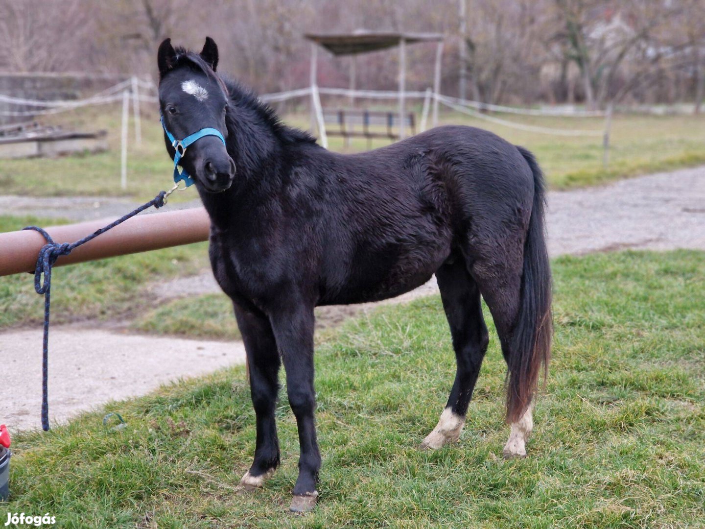 Eladó welsh pónik