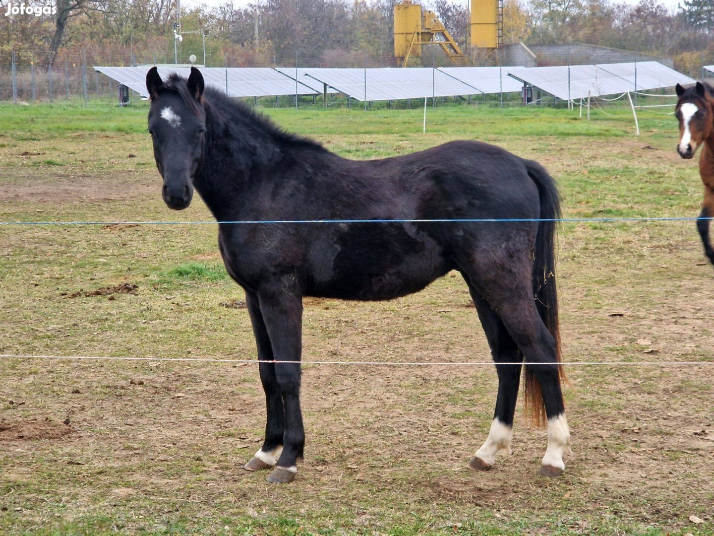 Eladó welsh pónik