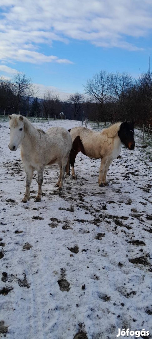 Eladó welsh pónik 