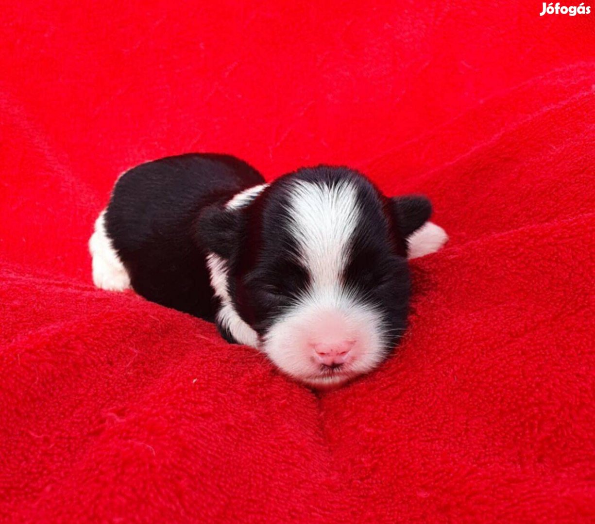 Eladó yorki yorkshire terrier biewer kisfiú és black white kislány