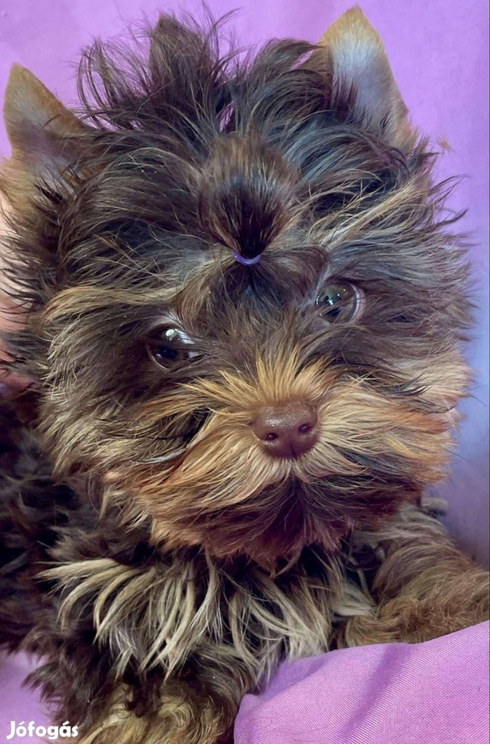 Eladó yorki yorkshire terrier csoki és biewer kisfiúk