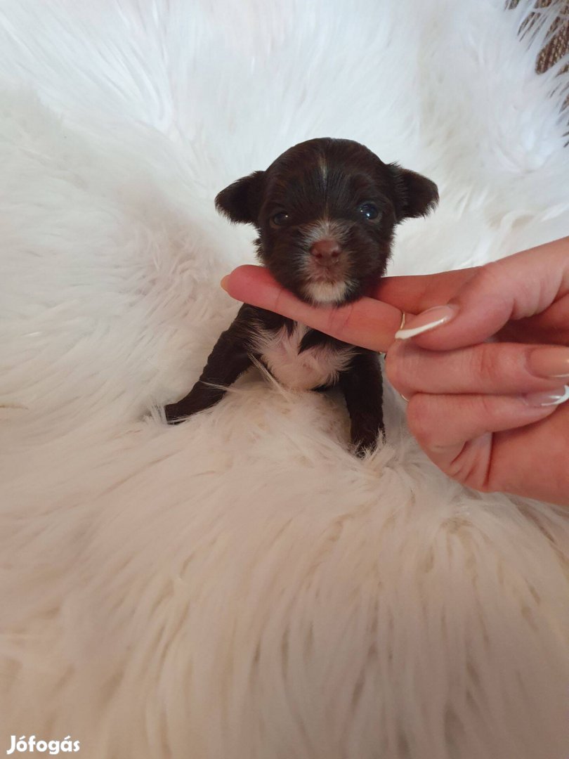 Eladó yorki yorkshire terrier csoki kislány