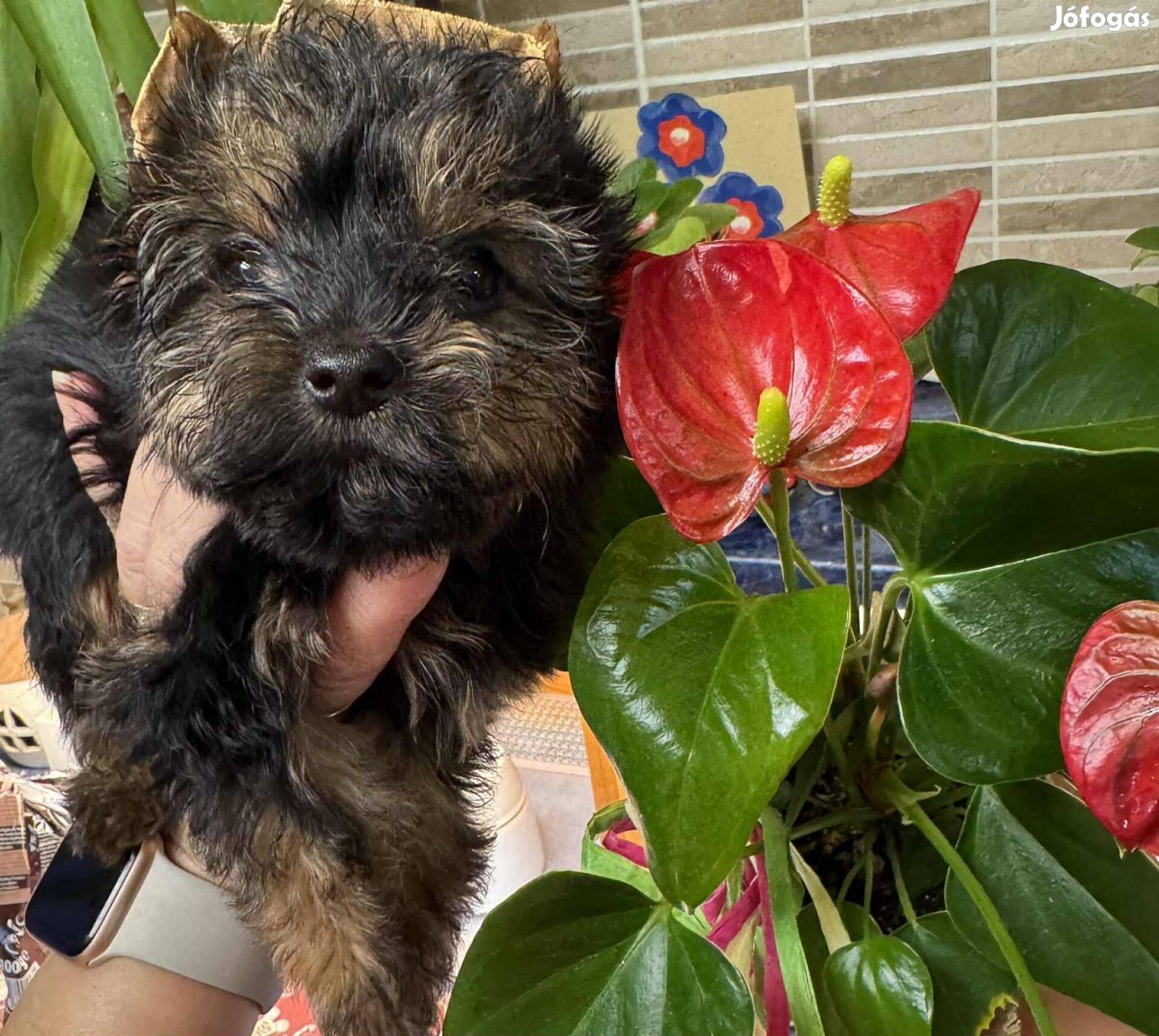 Eladó yorki yorkshire terrier kisfiú kislány