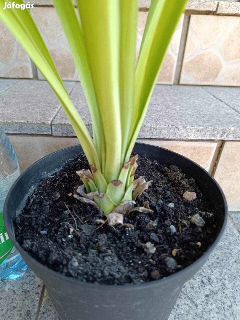 Eladó yucca recurvifolia