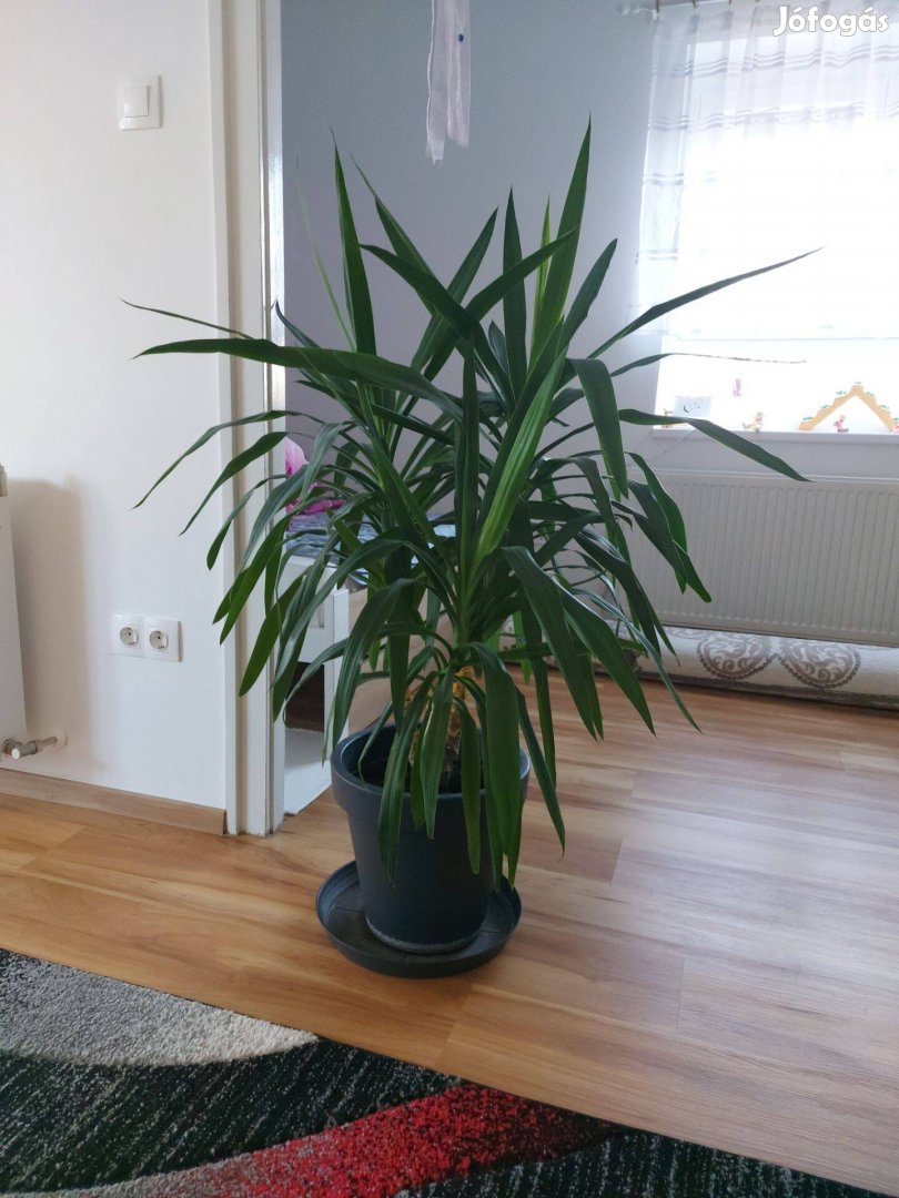 Eladó yukka Vácegres