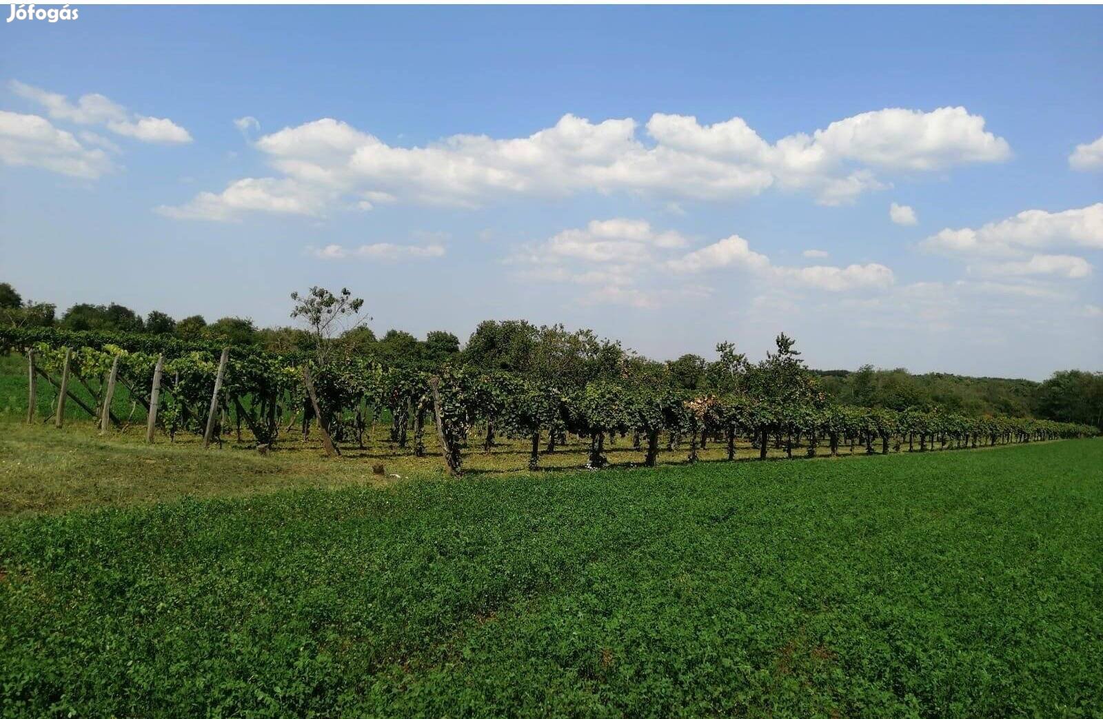 Eladó zártkerti szőlő Ugodon