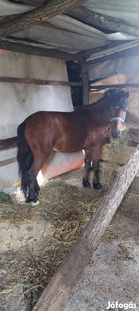 Eladóak vagy cserélhetők csődör ponik 