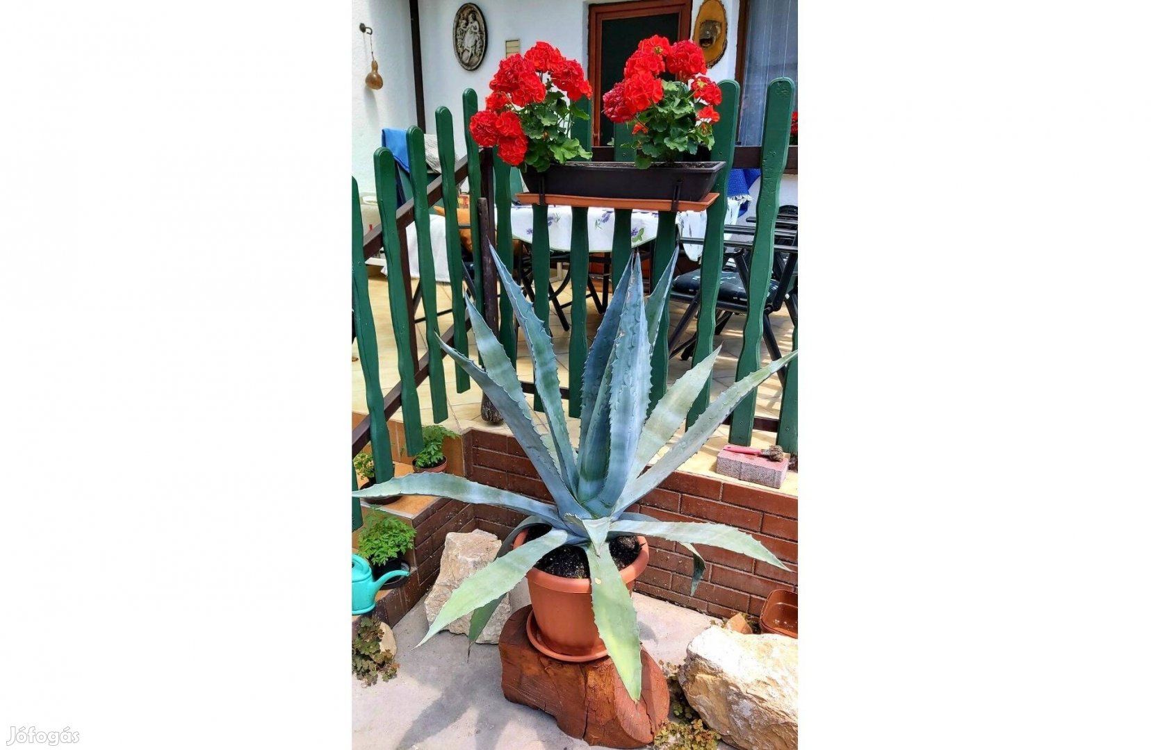 Eladók gyönyörű, egyedi egzotikus kaktuszok