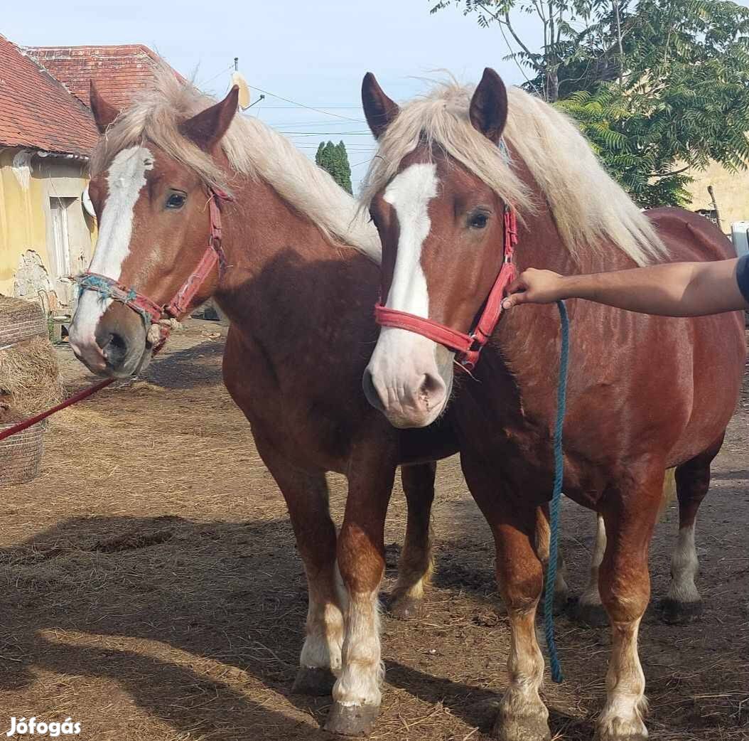 Eladók hidegvérűek csődörök